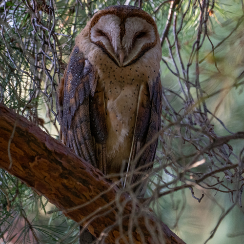 American Barn Owl