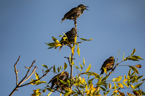 European Starling