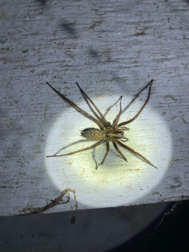 Giant House Spider