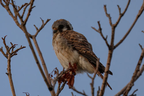 American Kestrel