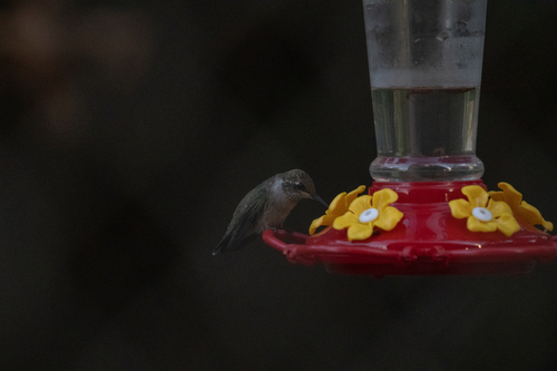 Black-chinned Hummingbird