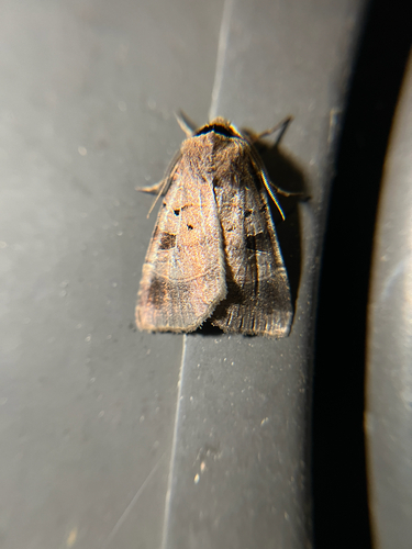 Pale-banded Dart