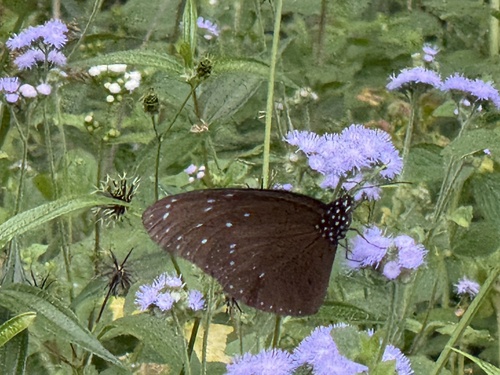 Euploea mulciber barsine
