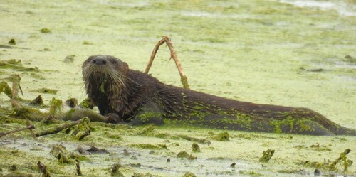 North American River Otter