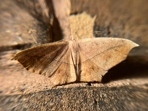 Large Maple Spanworm Moth
