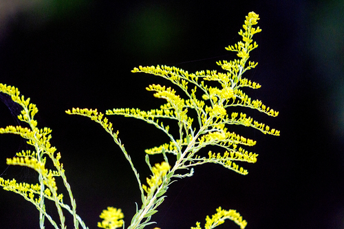 tall goldenrod
