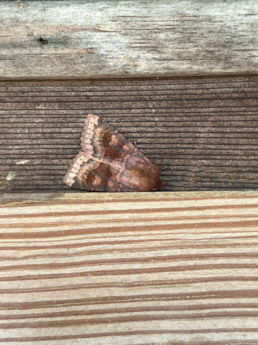 Bronzed Cutworm Moth