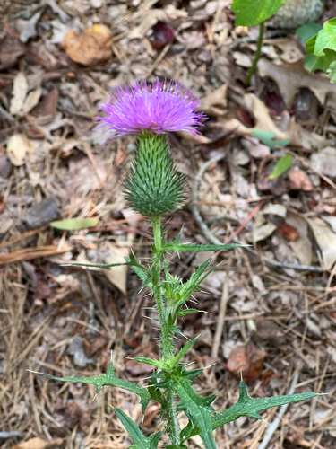 Bull Thistle