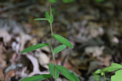 Euphorbia pubentissima