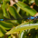 Zoniagrion exclamationis - Photo (c) Eugene Zelenko, μερικά δικαιώματα διατηρούνται (CC BY-SA)