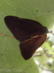 Ricaniidae