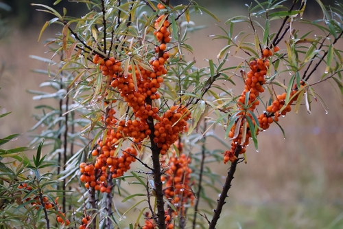 Sea-buckthorn