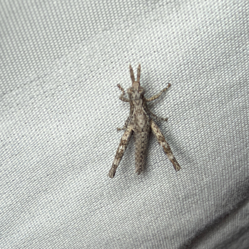 Clematodes larreae