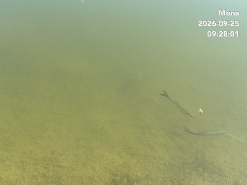 Sharpbelly