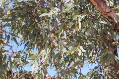 Eucalyptus coolabah