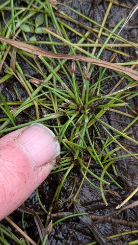 Eleocharis flavescens observed 2026-09-24