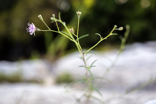 Small Palafox