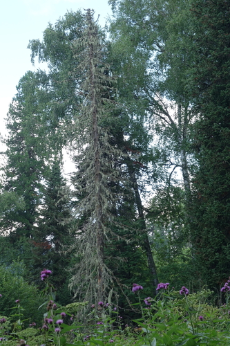 Abies sibirica, photograph 5