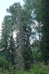 Abies sibirica, photograph (c) Oleg Kosterin, some rights reserved (CC BY)