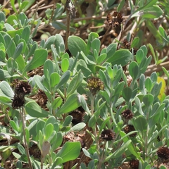 Borrichia frutescens
