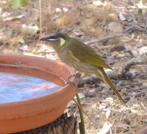 Lewin's Honeyeater