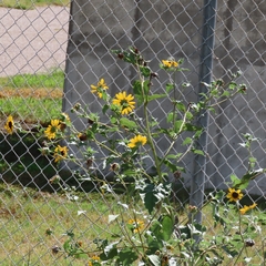 Helianthus argophyllus