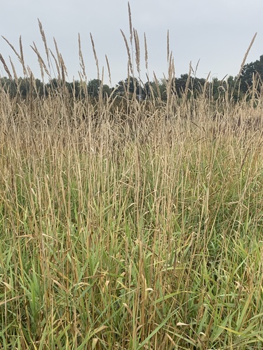 reed canary grass