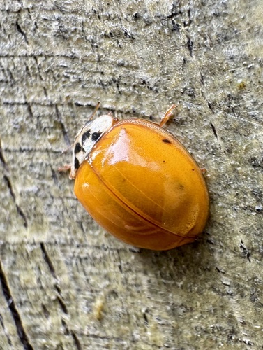 Asian Lady Beetle