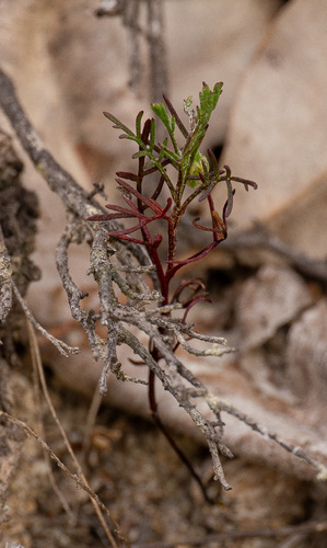 Ursinia anthemoides, photograph 2