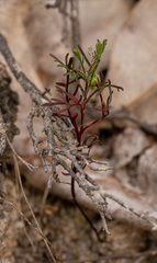 Ursinia anthemoides, photograph (c) Carmon, some rights reserved (CC BY-SA)