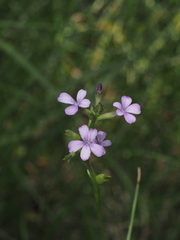 Buchnera floridana
