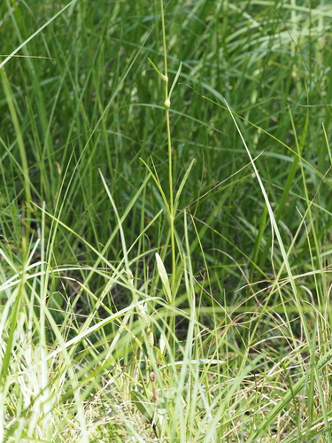 Buchnera floridana, photograph 3