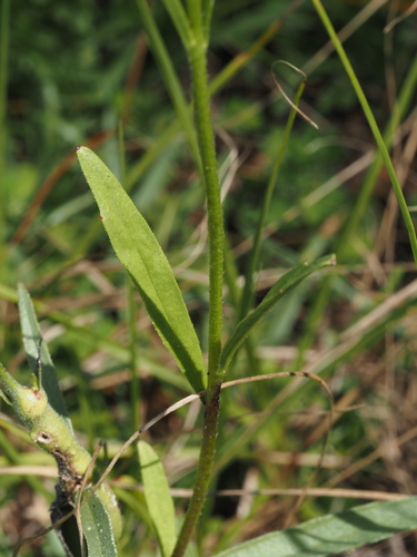 Buchnera floridana, photograph 2
