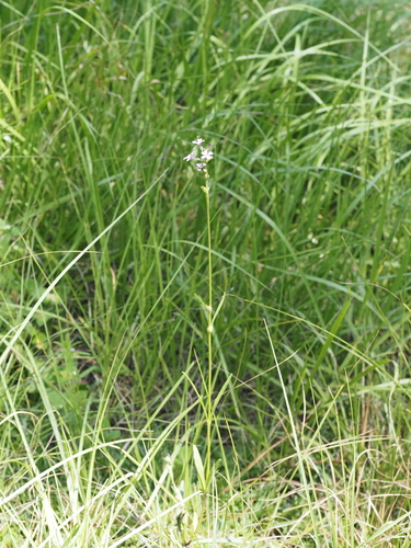 Buchnera floridana, photograph 4