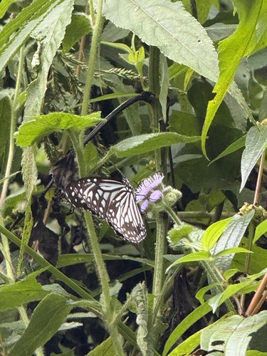 Parantica aglea maghaba