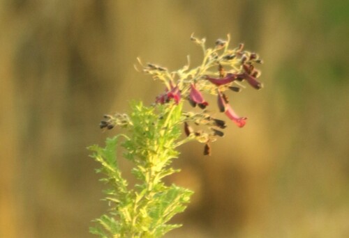 Jacaranda ulei (Jacaranda ulei)