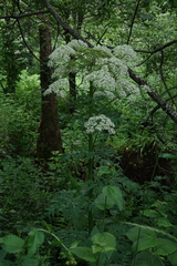 Pleurospermum uralense, photograph (c) Oleg Kosterin, some rights reserved (CC BY)
