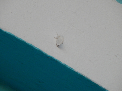 Swan Moth