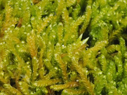 Calliergonella lindbergii observed 2026-09-24