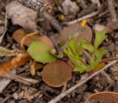Hypochaeris glabra