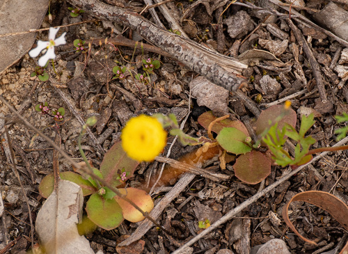 Hypochaeris glabra, photograph 1