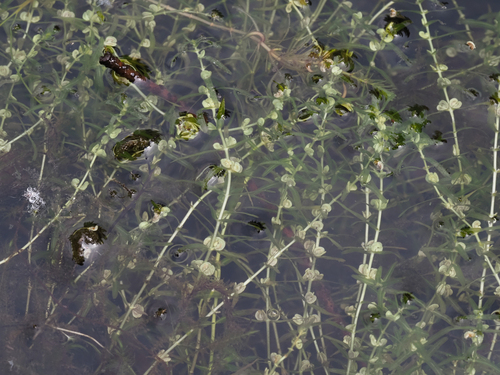 Callitriche hermaphroditica, 2026-09-24