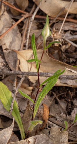 Helichrysum leucopsideum, photograph 1