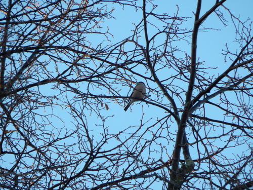 Eurasian Bullfinch