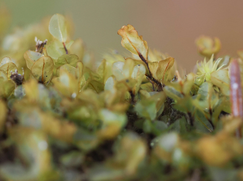 Rhizomnium magnifolium observed 2026-09-24