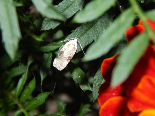 Poison hemlock moth