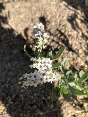 Heliotropium curassavicum