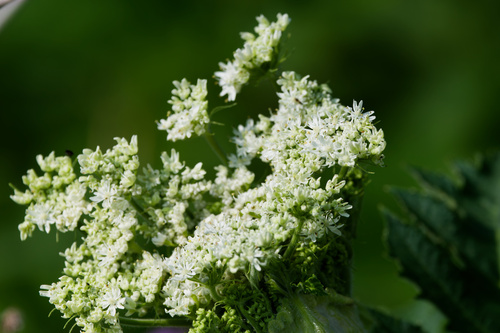 Heracleum maximum, photograph 3
