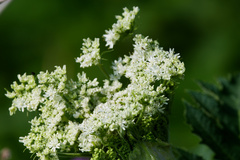 Heracleum maximum, photograph (c) Daughter Dad, some rights reserved (CC BY)