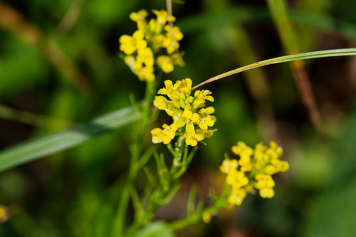 Barbarea vulgaris